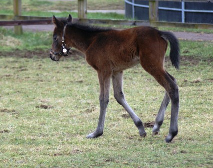 Island Vista 2012 filly by Rock of Gibraltar